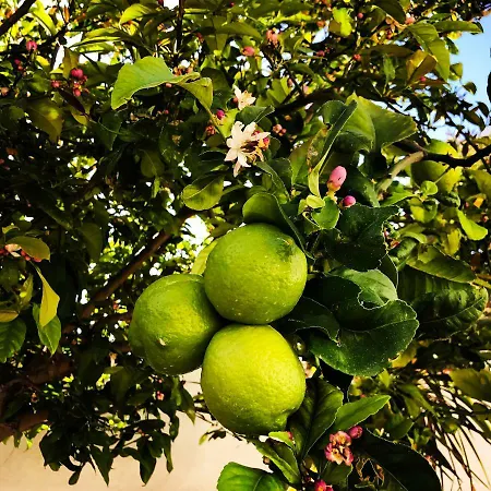 San Francisco L'Eucaliptus